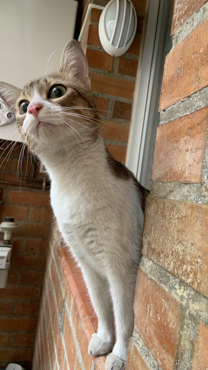 Sergio Rabinal tweet media