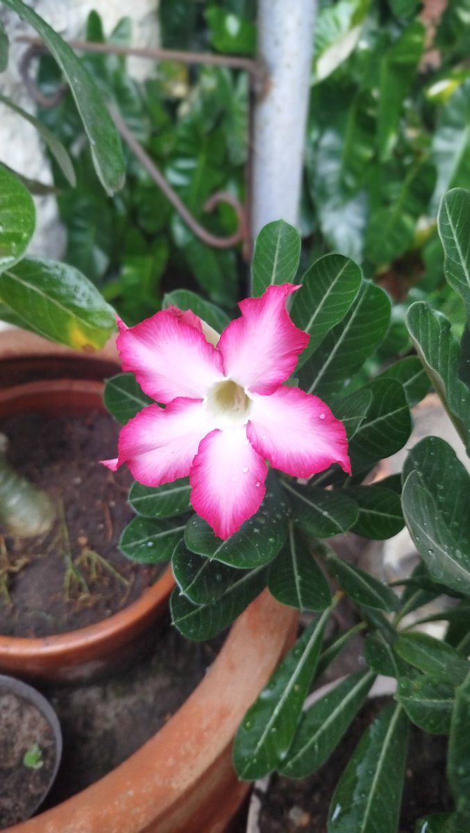 DanielBravo0's tweet photo. Rosa del desierto https://t.co/SE8D5BdJs8