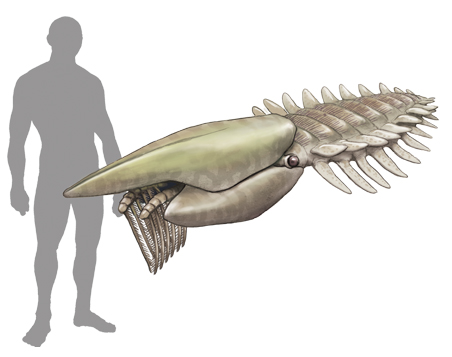 satoshikawasaki's tweet photo. 今日の古生物

エーギロカシス（Aegirocassis）

オルドビス紀のだいたい４億８０００万年前の
海に生息した節足動物でアノマロカリスのなかま。
全長は２ｍもあったといわれており、
だいたい最大級の節足動物。
プランクトンをこしとって食べていたらしい。

これも１１月に開催される
科博の「大絶滅展」で化石が展示されるようだ。