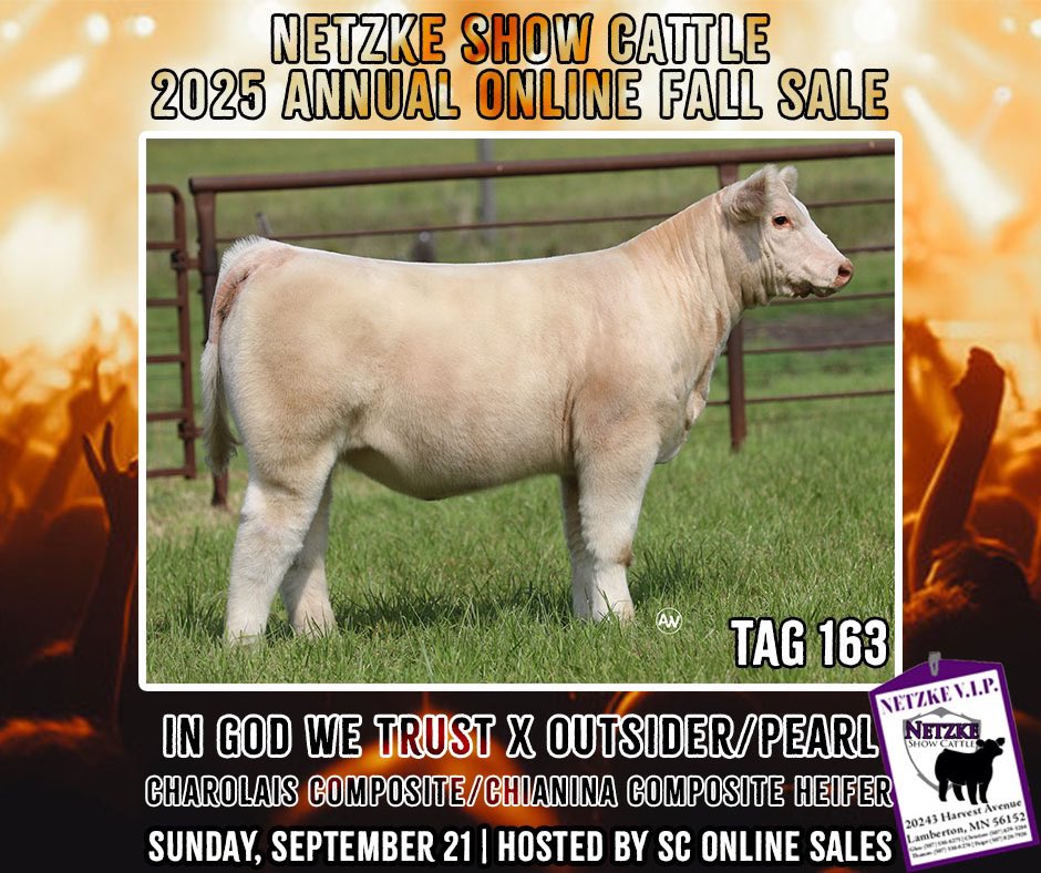 ❗️4️⃣ DAYS UNTIL SALE DAY❗️

On Wednesdays, these girls wear pink! 🎀

•Tag 161 | How Great Thou Art x Irish Whiskey | Chianina Comp.

•Tag 163 | In God We Trust x Outsider/Pearl (Firewater) | Charolais Comp./Chianina Comp.

🗓️Sunday, September 21st || 🔗 sconlinesales.com/Bids/AuctionsL…