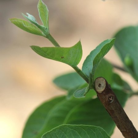Composto extraído de folha de goiabeira tem efeito anti-inflamatório contra #doençaperiodontal. Pó à base de morina, extraída de plantas, pode ter liberação lenta com a ajuda de polímeros e servir como alternativa a antibióticos. agencia.fapesp.br/55820