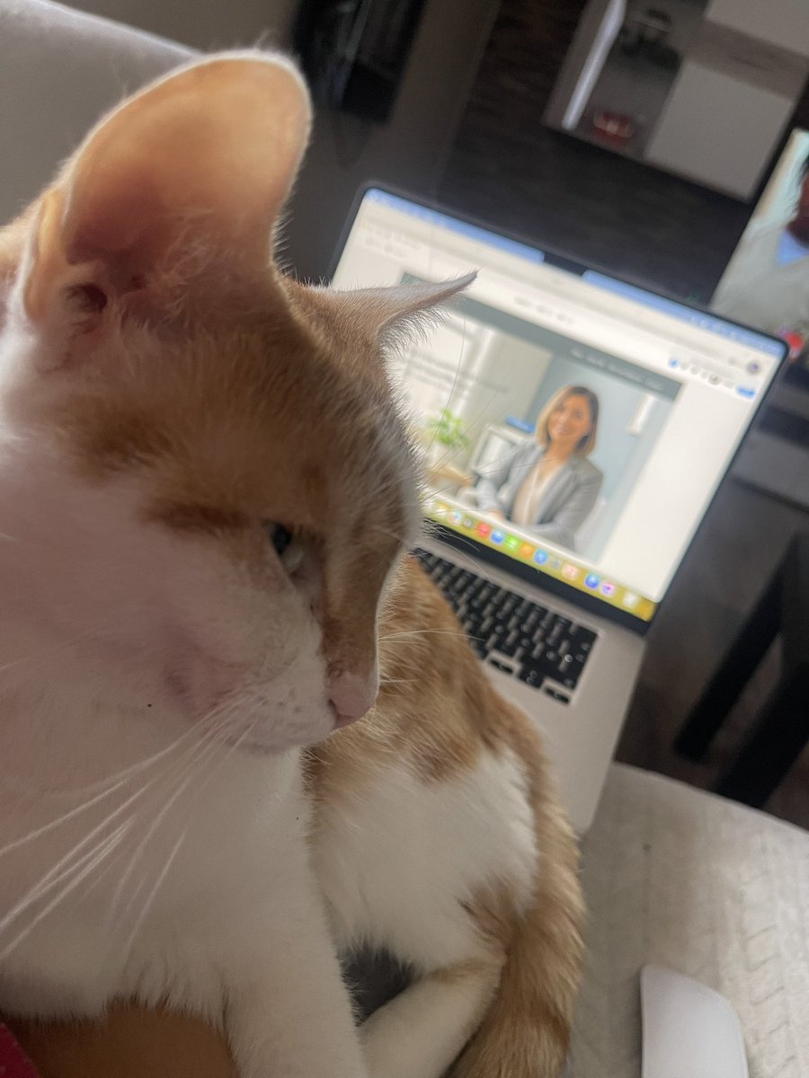 UIxAdri's tweet image. Sometimes I make the mistake of working while sitting on the couch.
My cat thinks that he should be in my lap, not my MacBook.🐱
#webdesigner #framer #figma