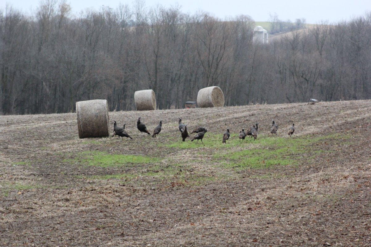 HuntFishTravel's tweet image. ....sigh.
Never in the spring.
Always in the fall when I don't have a tag..... 🙄🙄🙄🙄🙄