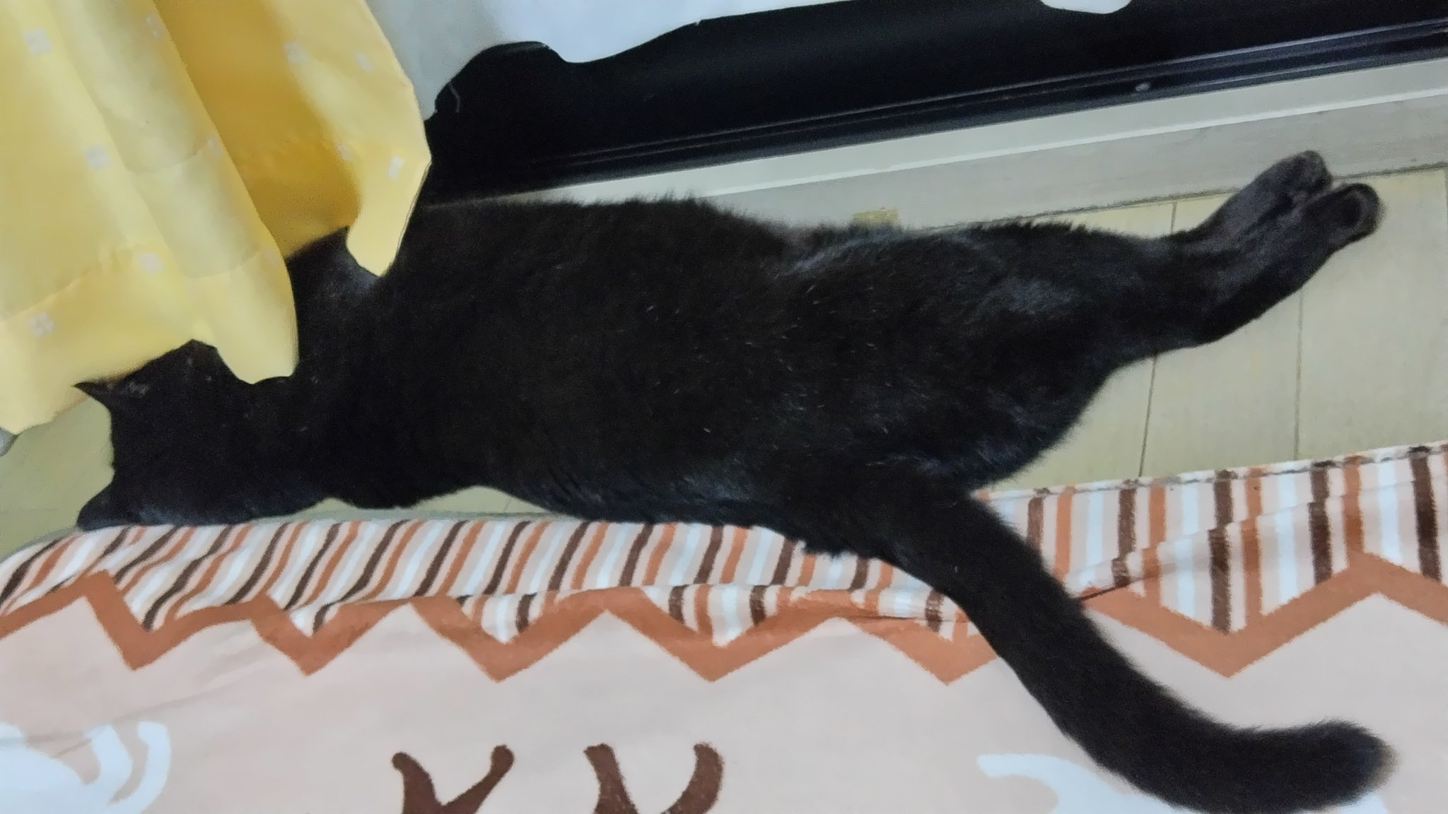 久美✩猫の下僕🐈‍⬛ on X: 