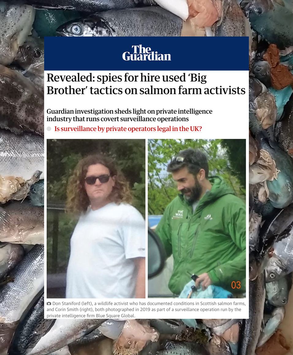 The salmon farming giants are dragging <a href="/TheGAAIA/">Don Staniford</a>  aka Don Staniford through the courts to shut him up. This is the same industry that spied on him with ex-paratroopers - just for exposing the truth: salmon farming is cruel and cruel filthy business and does enormous environmental