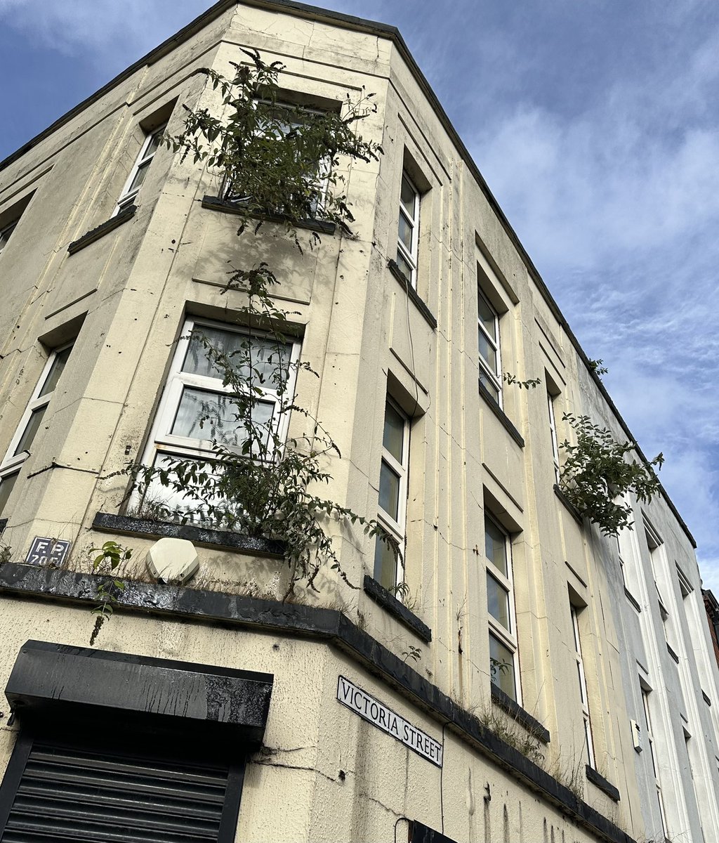 It’s 2025. 

Belfast city centre.

Triffids have finally arrived and are thriving.   Be afraid.

😟