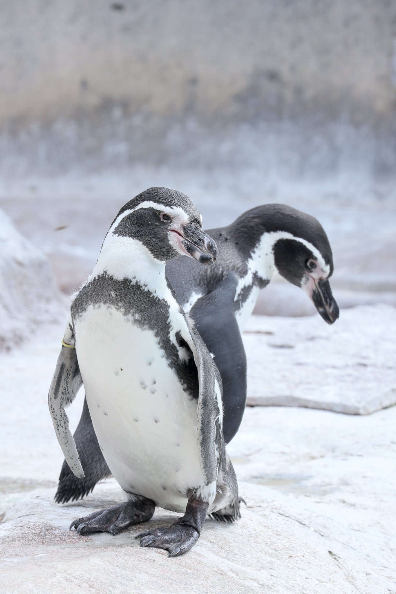 ⭐️天然石⭐️彫刻⭐️ペンギン⭐️カバ⭐️犬⭐️オットセイ⭐️ ⭐️天然石⭐️彫刻⭐️ペンギン⭐️カバ⭐️犬⭐️オットセイ