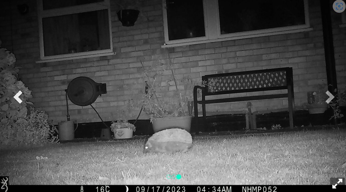 Hedgehog Society tweet media