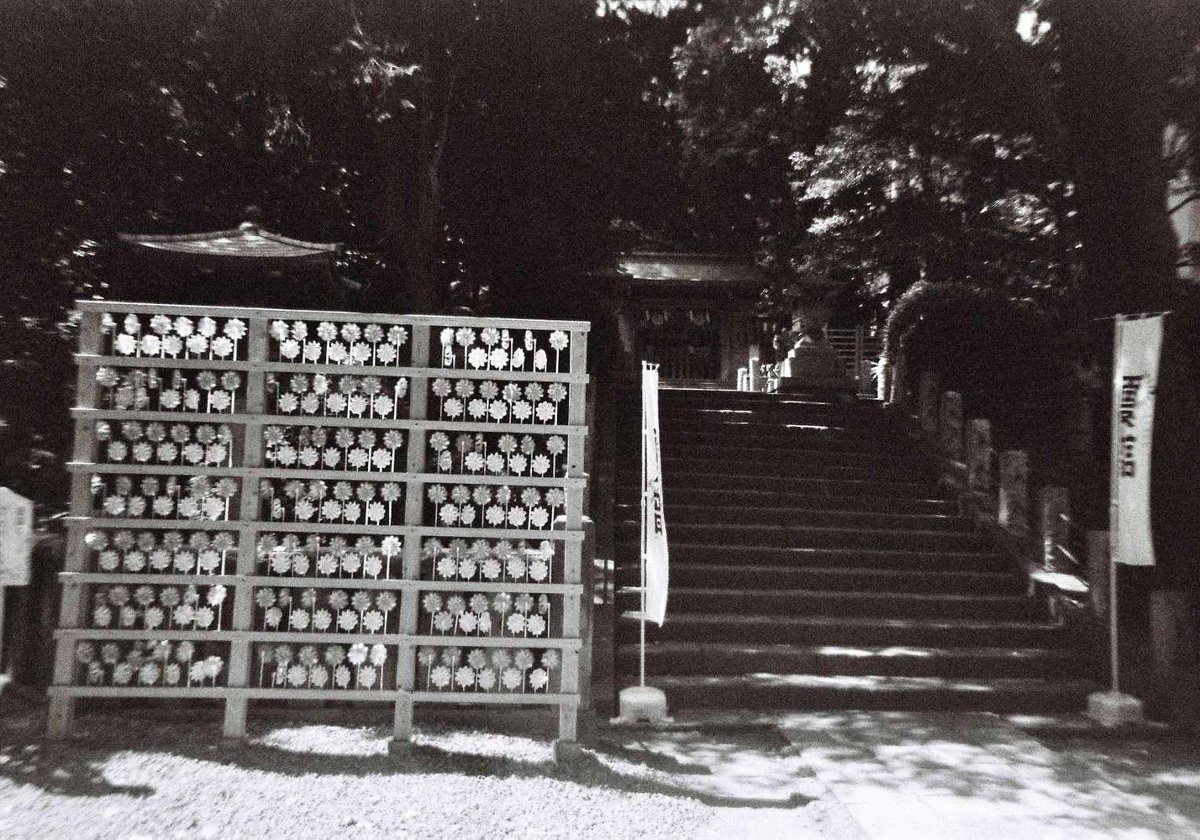 期限切れフィルム 800x534x1.jpg?auth=