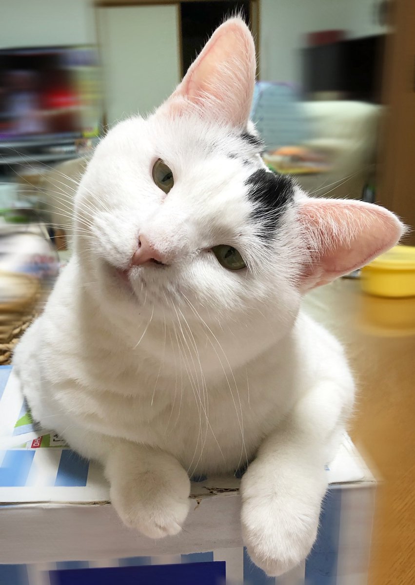 JiJi NaNa cats (@ygk0701) / Posts / X