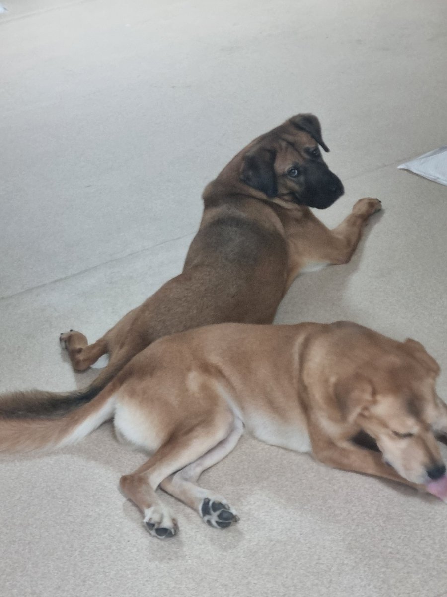 엉댕이를 대구있네...