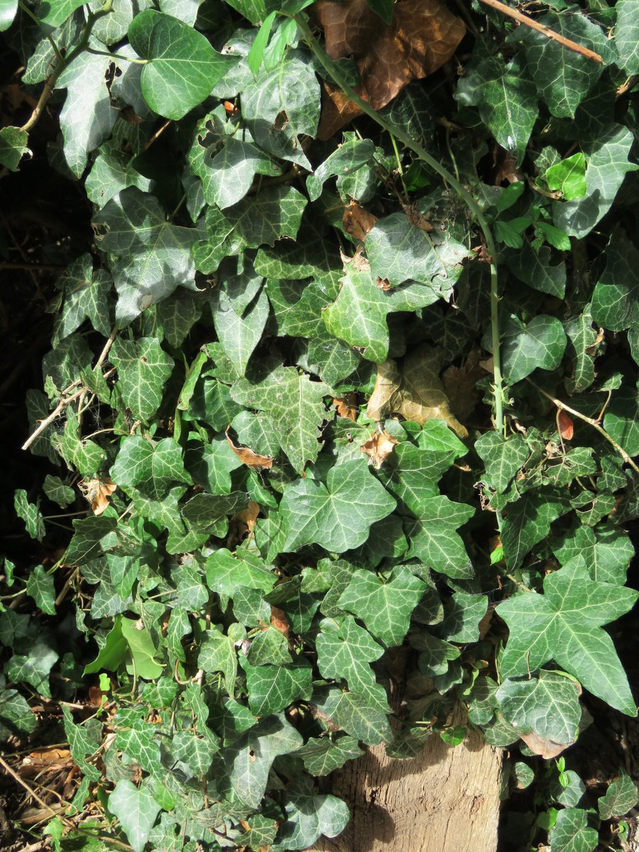 Steven Falk tweet media