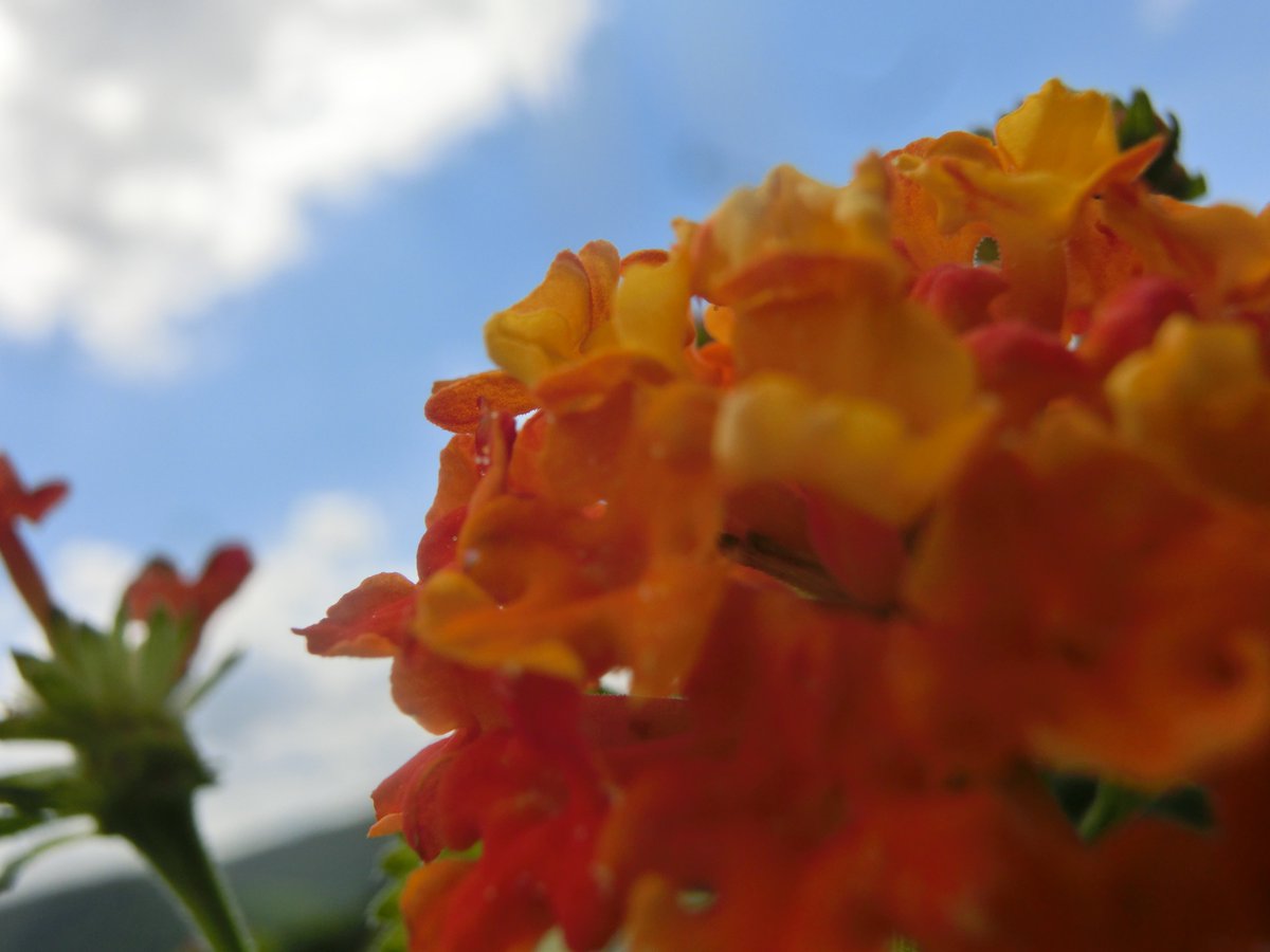 oneredneck's tweet photo. Getting warmer! 🎉  #FlowerPhotography #Flowers https://t.co/NN0OpYOnLj