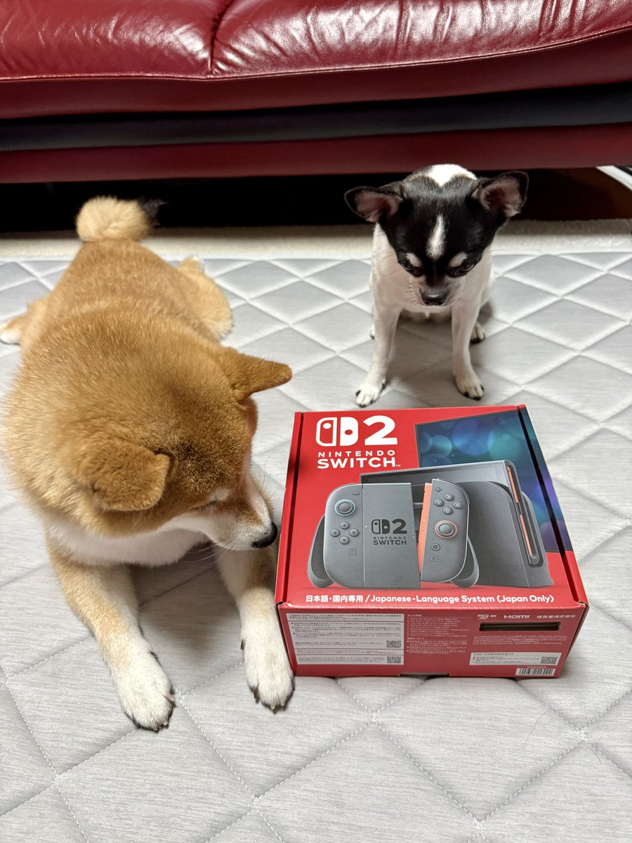 アオシン　元気な仔犬　日本製 Amazon.co.jp: 元気な仔犬トイプードルのショコラちゃん : おもちゃ
