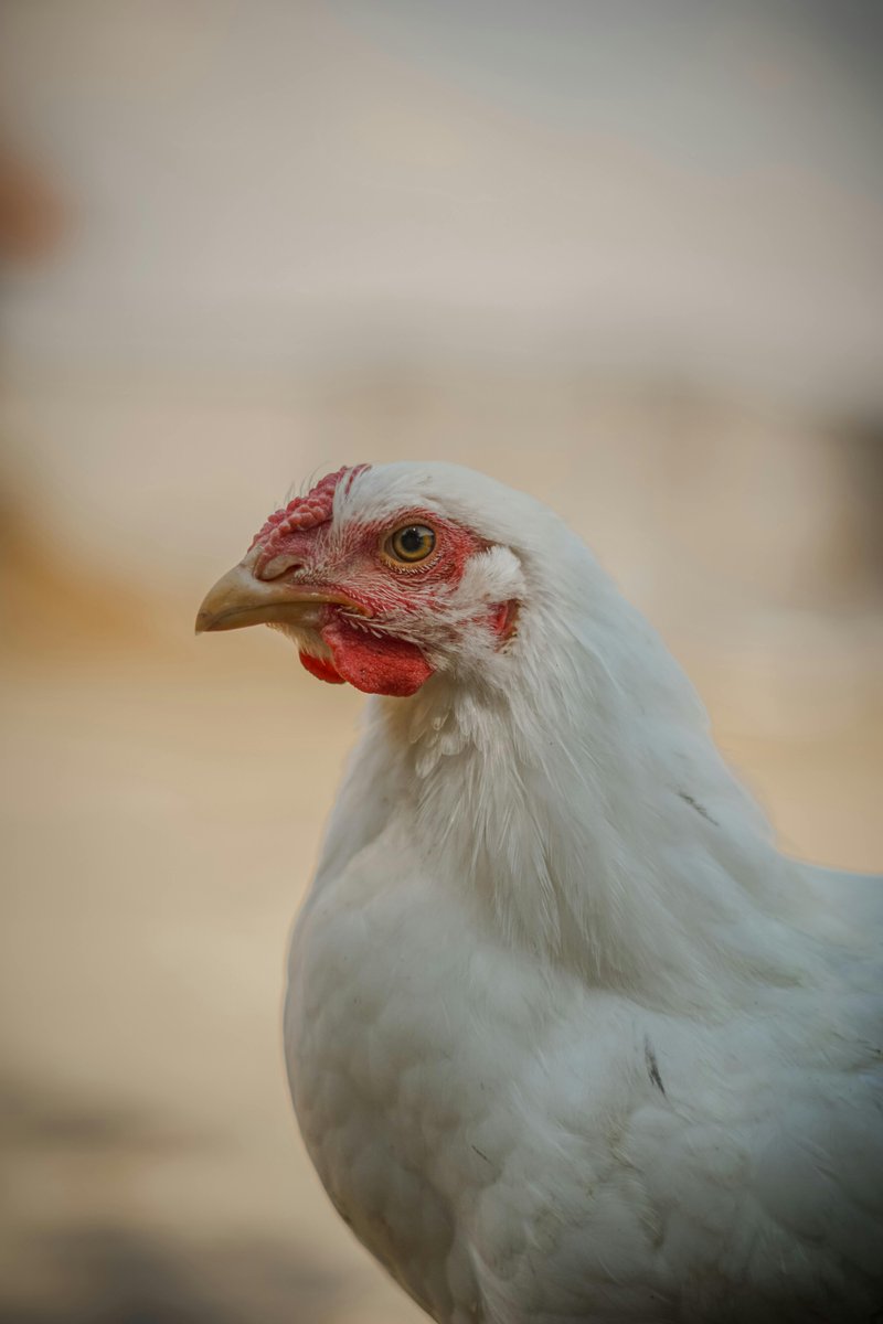 Animals_MDPI's tweet photo. π Broiler Muscle Health Decoded
Transcriptomic profiles reveal shared genetic roots of spaghetti meat & woody breast, key to improving meat quality.
π https://t.co/Z7BIAxoC7i
#AnimalsDecoded #MeatQuality #Transcriptomics https://t.co/JSZjiDyTgo