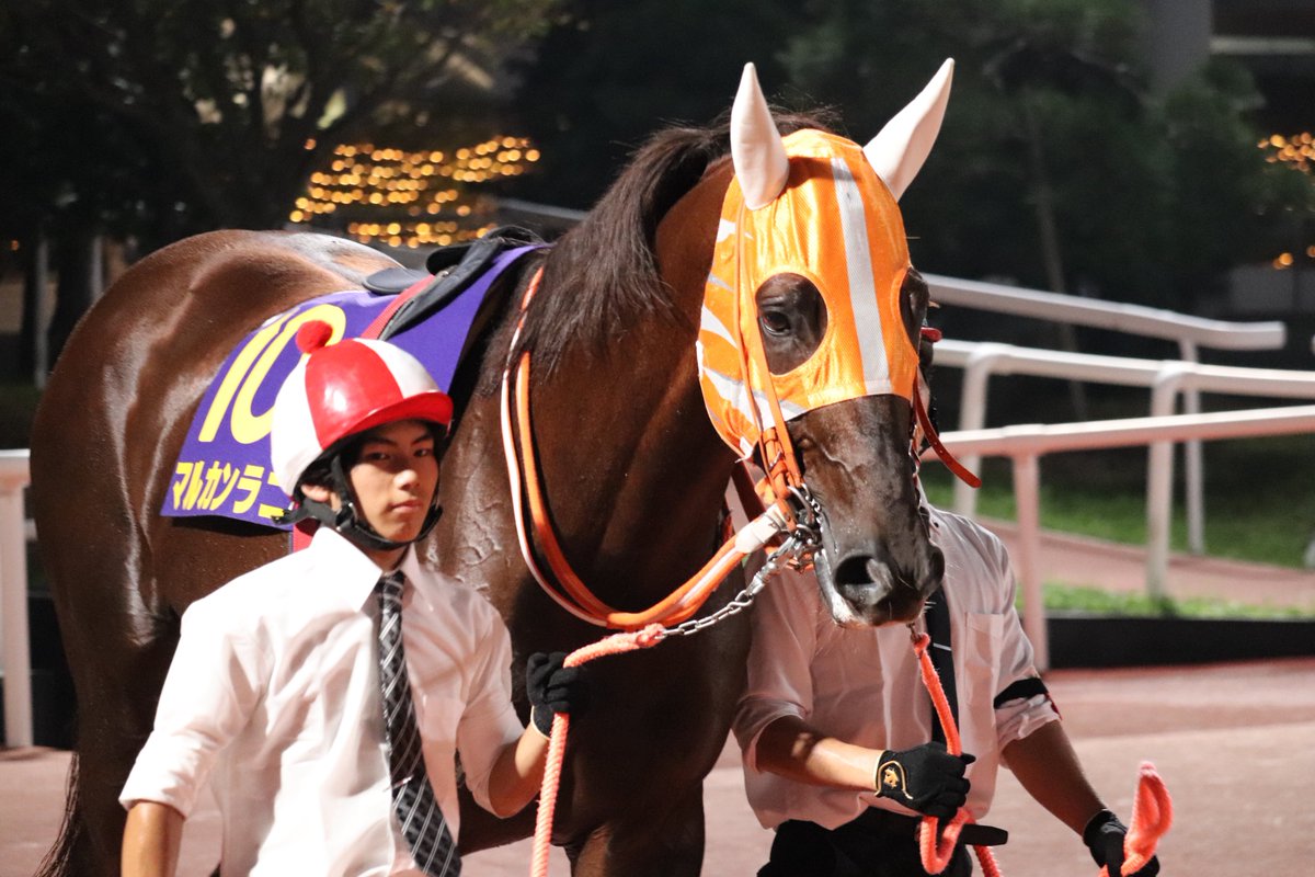 マルカンラニ@7日発送 マルカンラニ@7日発送 マルカンラニ (Marukan Lani) | 競走馬