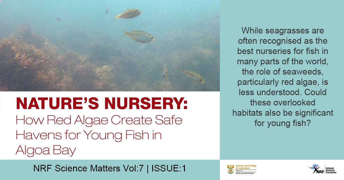 NRF_News's tweet image. #NRFScienceMatters | A research study funded by the NRF aimed to explore how different types of red algae support young fish in a small rocky cove in Algoa Bay. It highlights the importance of protecting a mosaic of habitats. 

Full article: nrf.ac.za/science-matter…