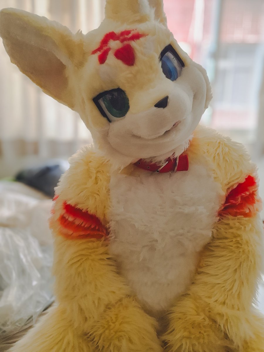 汪汪（？

我沒有牽繩喔！！ 但可以帶我到處去玩喔

#furry #FursuitEveryday