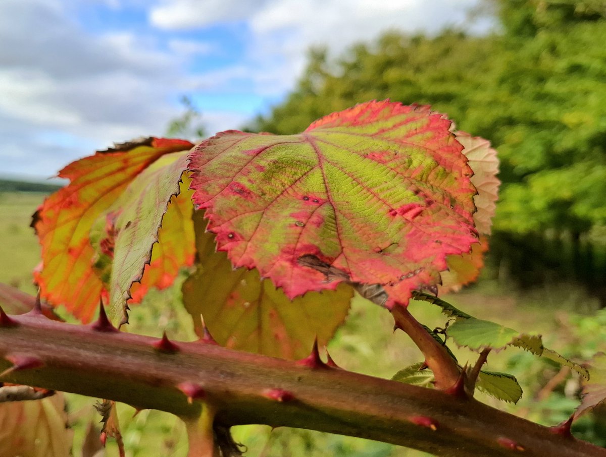 Kind_und_Kegel's tweet image. 🍂 Die ersten Herbstboten zeigen sich – zarte Farbspiele in Rot, Gelb und Grün 🍁🍃🍂🍃🍁 schmücken die Natur. Zwischen Zweigen und verblassendem Grün kündigt sich der Wandel der Jahreszeit an. Ein stiller Moment voller Magie und Veränderung. #Spätsommer
