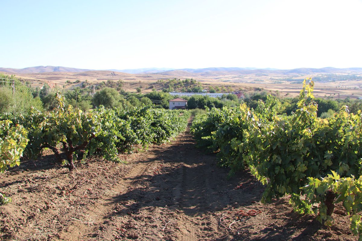 turangazetesi.net/uzum-yine-sahi… 
2025 yılında meydana gelen zirai don nedeniyle destekleme ödemesi yapılmasına ilişkin karar Resmî Gazete’de yayımlansa da, Elazığ genelinde üreticilerin sorunları devam ediyor.

Koruk başta olmak üzere birçok köyde üreticiler, firmaların üzüm alım