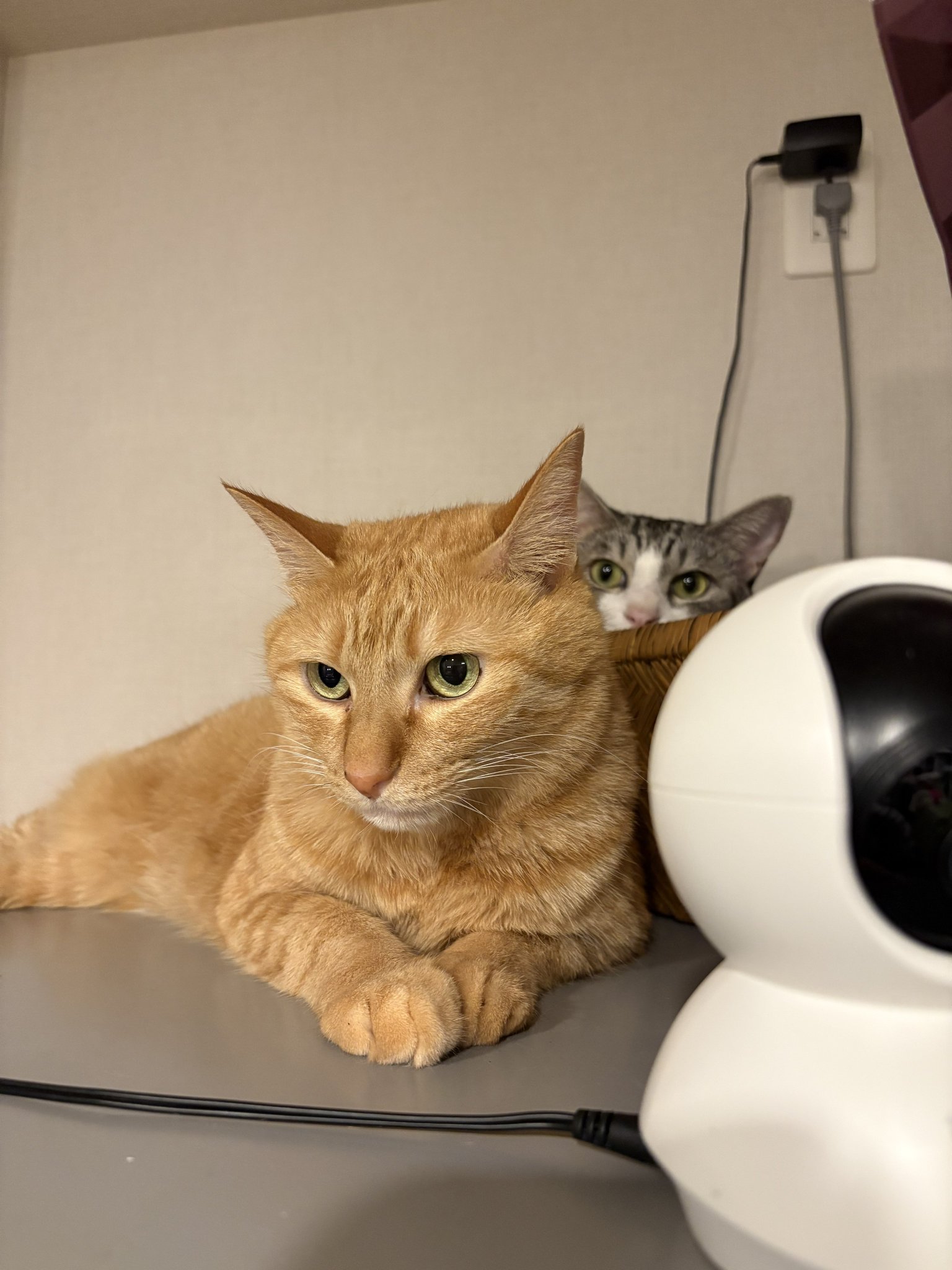 ⁂チャラチャラネコ⁂様 確認画像 こいもちゃん🐈 on X: 