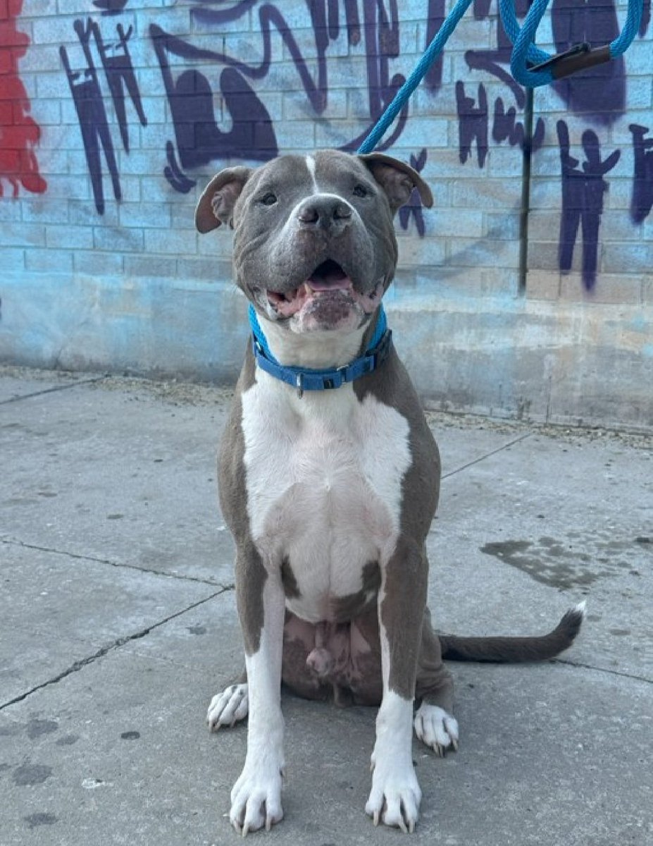 Labubu 232170
Relisted TBK 9/18
#NYCACC #AdoptMe 
He is a cute 9 yr old
Sweet &amp; social 
Back on kill list after recovering from CIRDC 
Not acclimating well in care 
Kennel fighting 
Help save Labubu!
nycacc.app/browse/232170
#Pledge4Rescue #foster #adopt