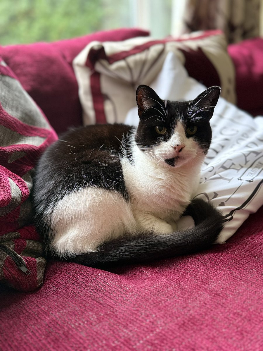 moseleymeows's tweet photo. Bella took a little break from her intense squirrel-watching duties to strike a pose for the camera! 📸 https://t.co/Tv8GRdFgzw