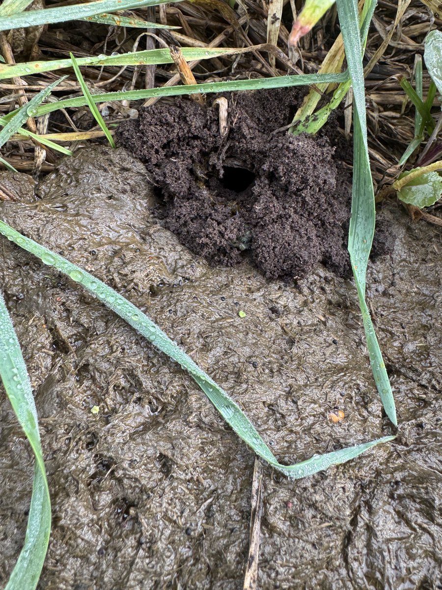 Alexander Schierholz-Prilop tweet media