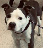 Metal Boy🤘 is a smart Pibble boy who finds himself amongst the NYCACC killers 👿

He’s distrustful of the staff and should be—he’s another young  Gorgeous Pibble boy in a sea 🌊of the abandoned 😖

#NewDogOnTheBlock
