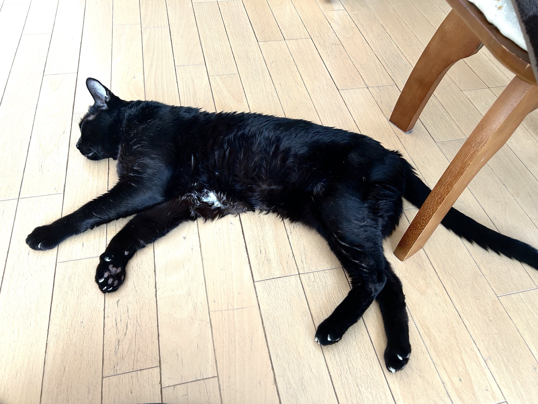 黒猫みんと ぬいぐるみ 黒猫 ネコ おもちゃ 動物 アニマル クッション 誕生