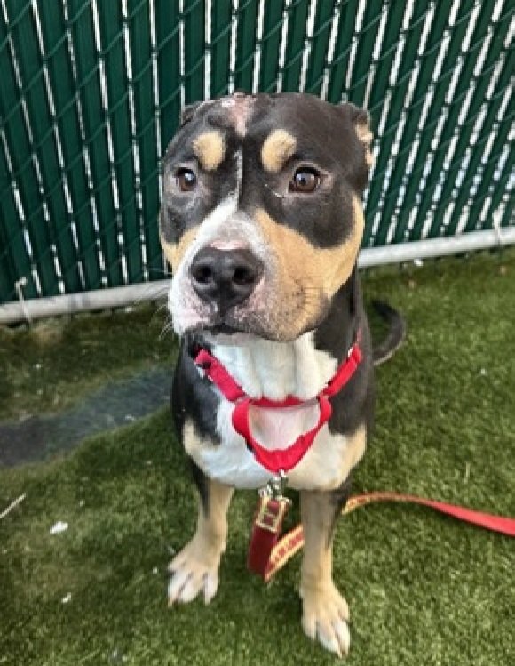 Stuart Little 235928
Relisted TBK 9/18
#NYCACC #RescueOnly 
A cute 2 yr old boy
Listed for medical reasons 
Has hip dysplasia &amp; cruciate issues
Pain &amp; lameness in hind legs, will collapse on hindquarters🚨🚑
And no surprise he has come down with CIRDC too 🤬
Fearful in care 
Help