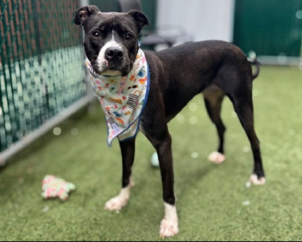 Mochi Moo Moo 233721
Relisted TBK 9/18
#NYCACC #AdoptMe 
A handsome puppy, he is 1 yr old 
ok for kids 13+
Banging on transfer door in kennel
Shy &amp; sensitive boy
Help Save Mochi Moo Moo!
nycacc.app/browse/233721
#Pledge4Rescue #foster #adopt