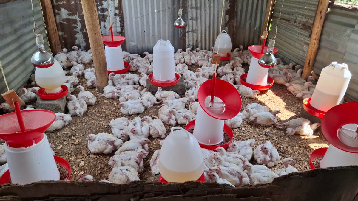 Africa Network for Animal Welfare tweet media