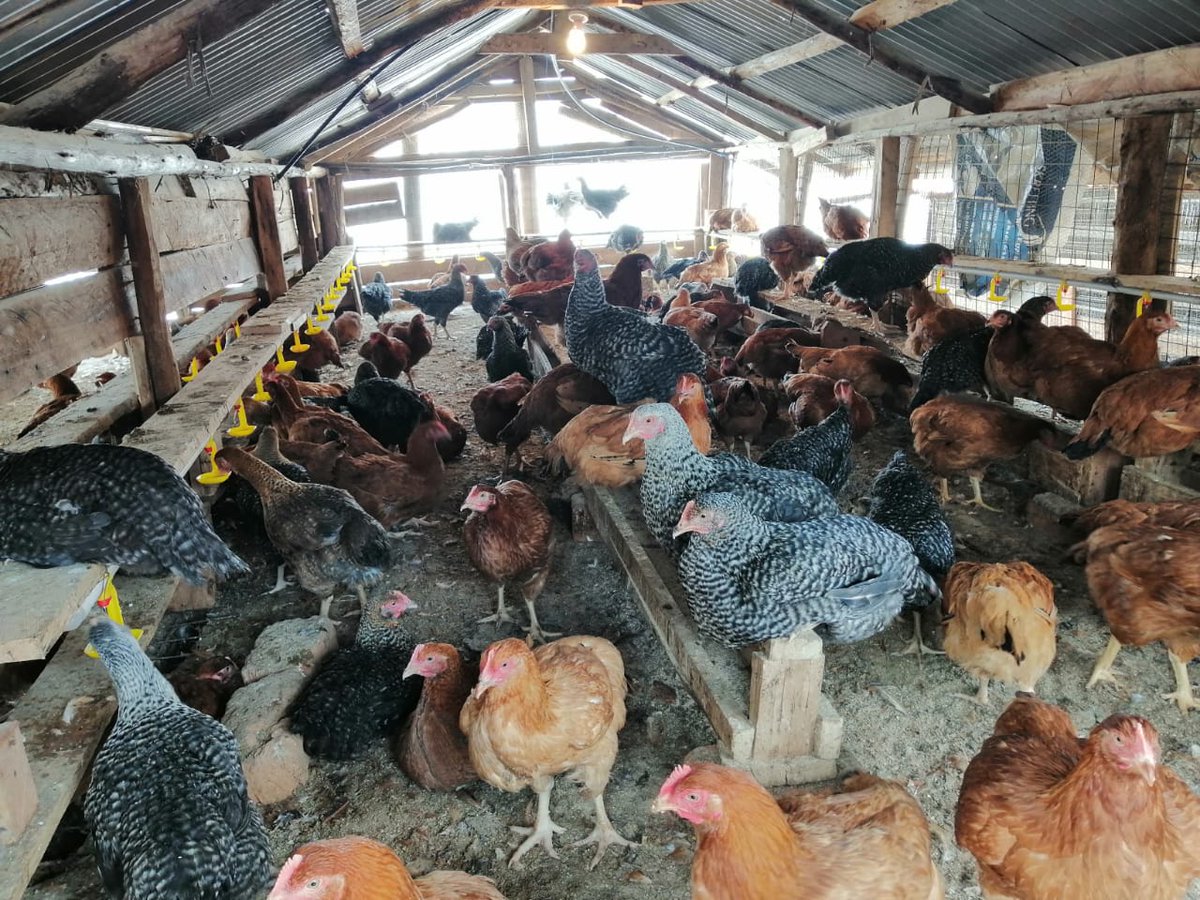 Africa Network for Animal Welfare tweet media