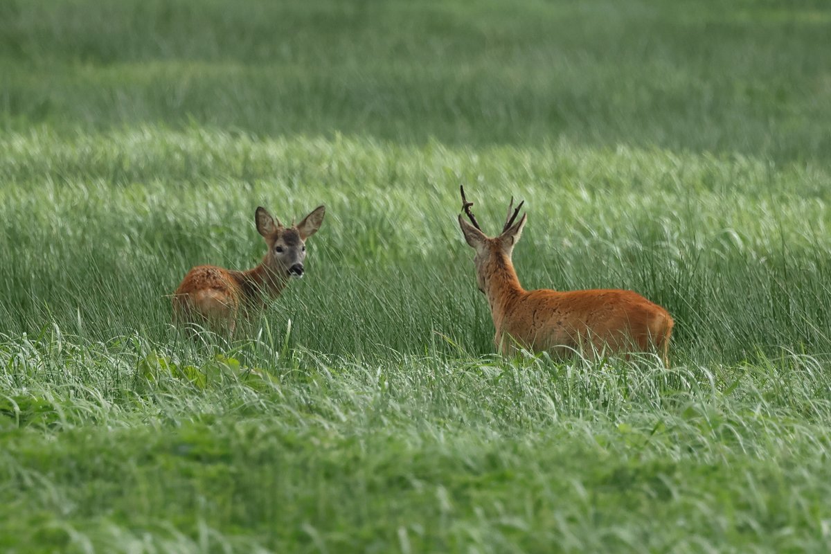 robinmmorrison's tweet photo. Now listen here Son, "It is time to move on and find your own patch"

Roe Buck and young male.  #Catcott #Somerset https://t.co/4JfYawW4fL