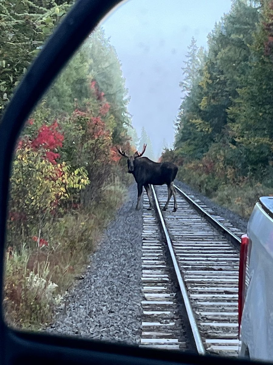 NYSDOTUtica's tweet image. This moose 🫎 was spotted while we were working along the Adirondack Railroad 🛤️ in Sabattis, Long Lake, Hamilton County yesterday.  Motorist should stay alert for these large creatures as you travel through the county as 🍂leaf 🍁 peeping season approaches.