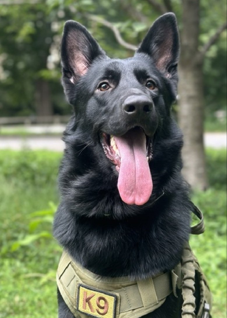 Rambo 235057
Relisted TBK 9/18
#NYCACC #RescueOnly 
A handsome 2 yr old boy
Anxious &amp; on leash reactive in prev home
Needs exp all adult home as solo pet
Help save Rambo!
nycacc.app/browse/235057
#Pledge4Rescue #foster #adopt #dogsofX