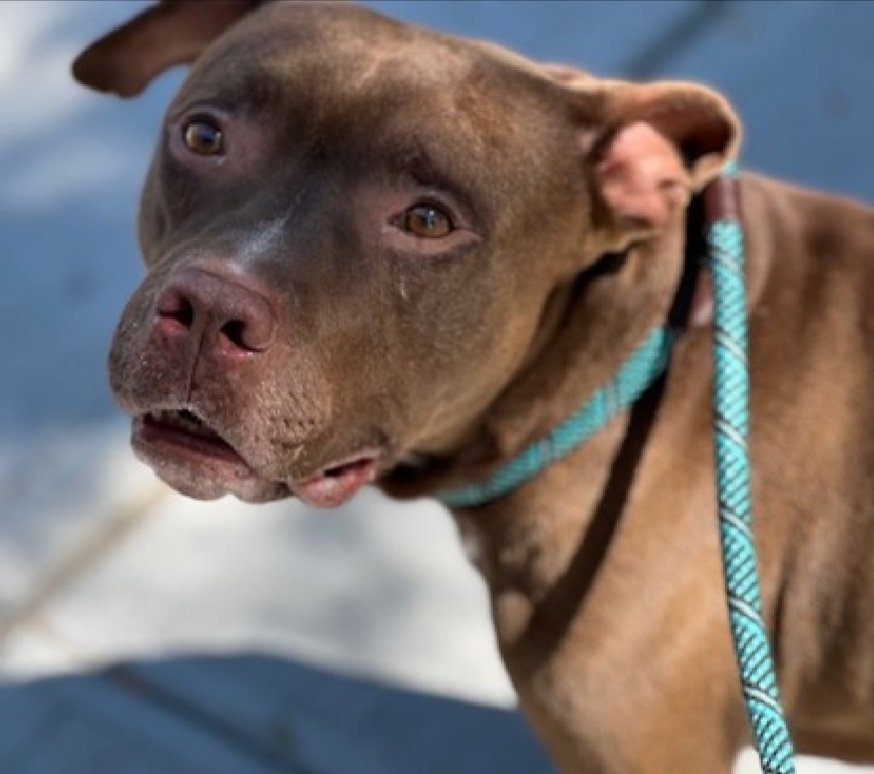 Elliot 233310
Relisted TBK 9/18
#NYCACC #AdoptMe 
He is a cute 2 yr old
Initially fearful, has warmed up to staff 
Digging at kennel door, kennel fighting 
Needs all adult home with #UnicornFoster 
Save Elliot!
nycacc.app/browse/233310
#Pledge4Rescue #foster #adopt