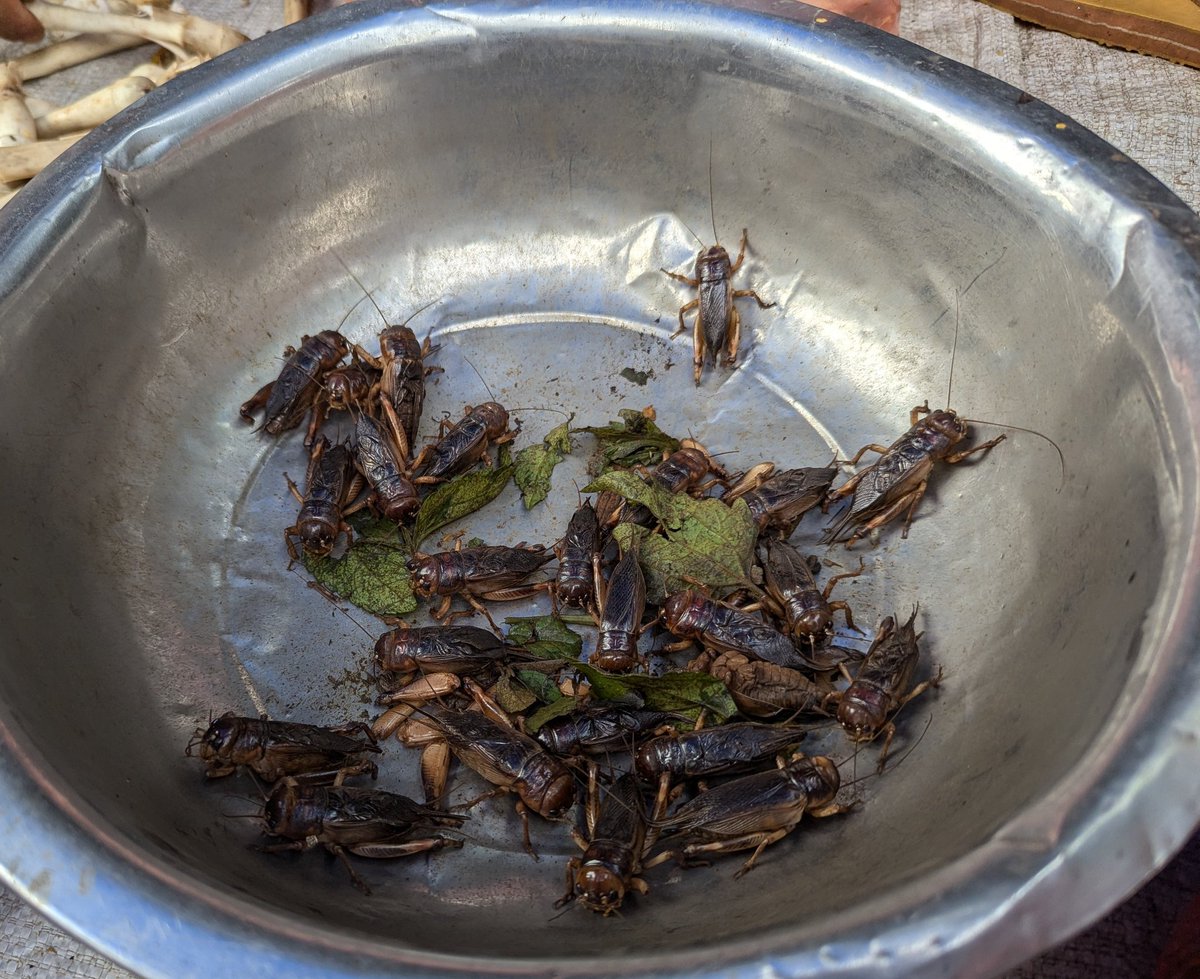 ラオス切手 甲虫 昆虫 王国 1968 全5種 NH オオルリ玉虫 ລາວラーオ その他、ラオスの市場で売られていた昆虫食です！ やはり直翅目が圧倒