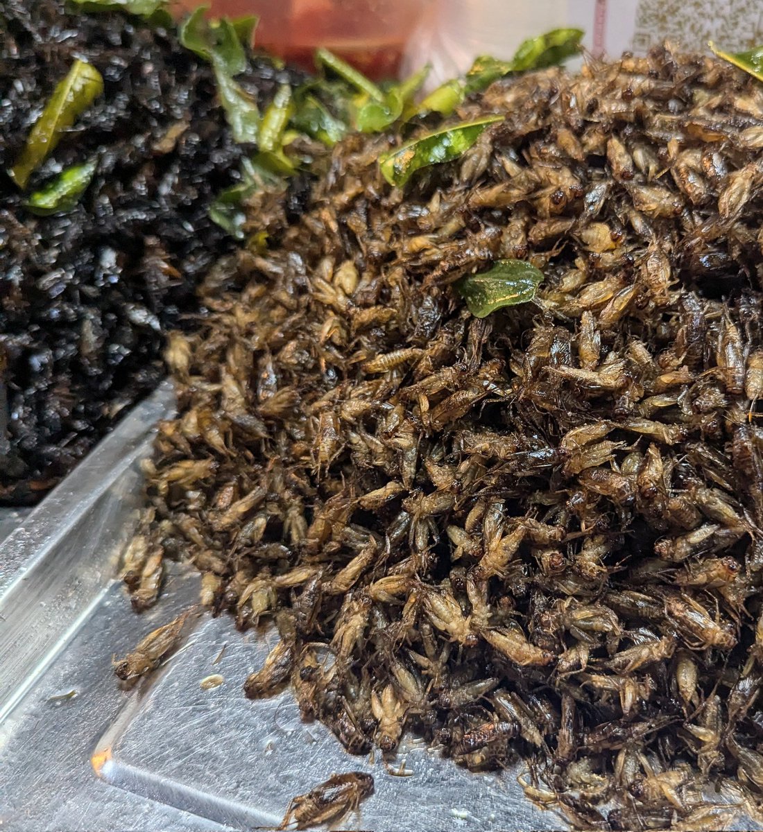 その他、ラオスの市場で売られていた昆虫食です！ やはり直翅目が圧倒