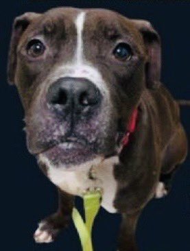 Bronx was adopted 1️⃣ year ago, now a stray 😖

This is the look of desolation, despair, the effect of being adopted, dumped and back amongst the killers 😭

Bronx needs an Exit Plan or he’ll decline &amp; be kill 💉 listed or 🆕 Hope 🛟 

#NewAdoptedThenDumpedDogOnBlock

#SaveBronx