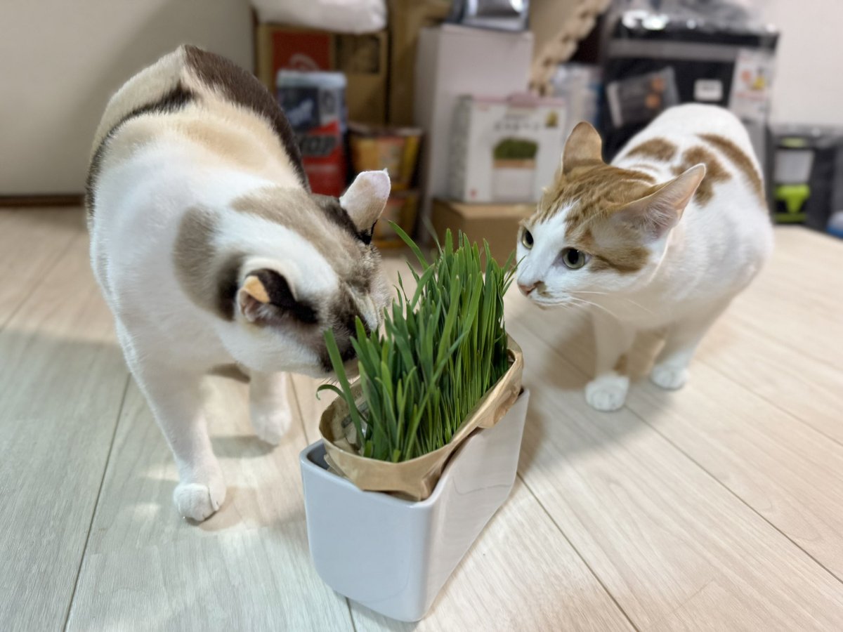 こむぎ、初めての猫草
ルナは久しぶりだね〜🌿

#猫好きさんと繋がりたい #猫のいる幸せ