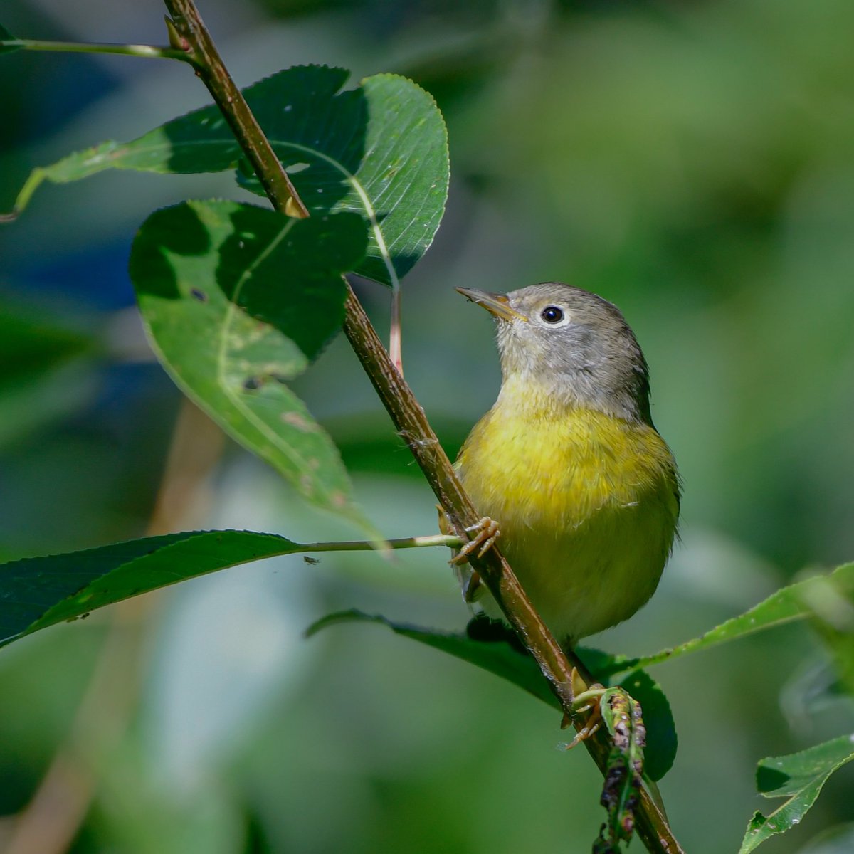 MeredithMComm's tweet image. Nashville Warbler for #WarblerWednesday. Safe travels, little one! 🙏💛🩶