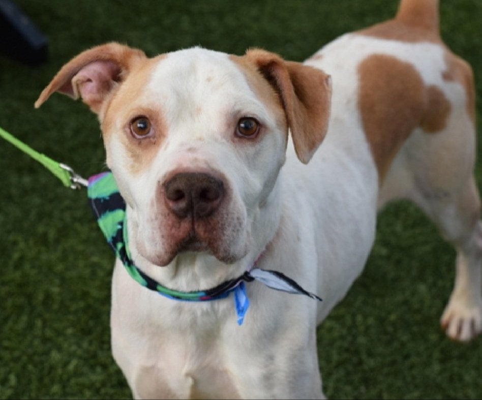 Buddy 207855
Relisted TBK 9/18
#NYCACC #AdoptMe 
A cute 12 yr old boy
Jumps on kennel door &amp; Barks throughout the day 
ok for kids 5+
Loves peanut butter &amp; rotisserie chicken
Help save Buddy!
nycacc.app/browse/207855
#Pledge4Rescue #foster #adopt 
#dogsofX