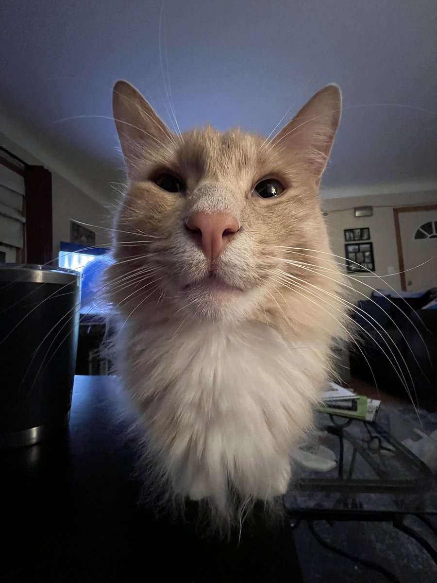 fredandsmoke's tweet image. Look at mah whiskers

#WhiskersWednesday