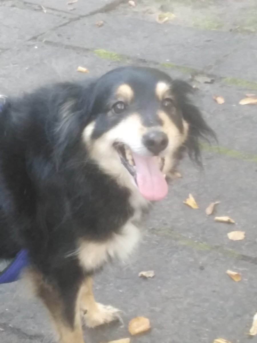 Šim suņukam, vārdā Linda, saimniece uz nāves gultas. 5-7 gadus veca, 10-12 kg. Draudzīga. Varbūt kādam vajag dzīves draugu. Zvanīt dakterim Romānam Caunem, +371 29 477 685