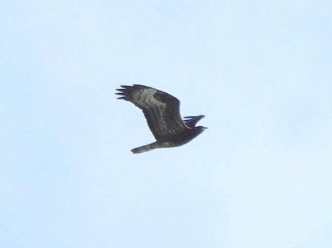 A half-decent seawatch Sheringham yesterday. LT Skua (1w and 1e-same bird?), a smattering of Arctic Skuas (photo), Manxies and juv Shag plus supporting cast of commoner stuff. Star bird juv Honey Buzzard in/off. Photo courtesy of Mark Clements from just inland at Beeston Bump.