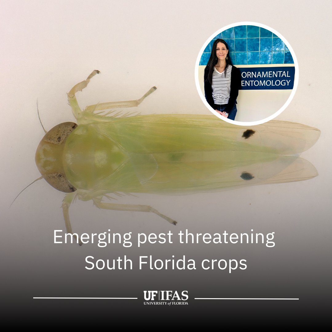 UF_IFAS's tweet image. Researchers at @UFTropical are warning growers about the invasive two-spot cotton leafhopper, recently detected in South Florida. Farmers and residents are urged to stay vigilant. 

Tap the link for details on monitoring and management of this #invasivepest 🔗…