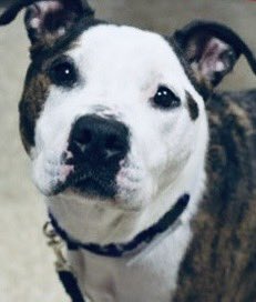 Dutchess—this is the look of betrayal, a 9️⃣year old Gorgeous girl dumped to die in this high 💉pound 😖 This poor girl is grieving, she’s despondent…she’ll decline &amp; be fast-tracked to the kill 💉list😭

#NewGrannyOnTheBlock

#DumpedInYourDotage

#SaveOurVintagePups