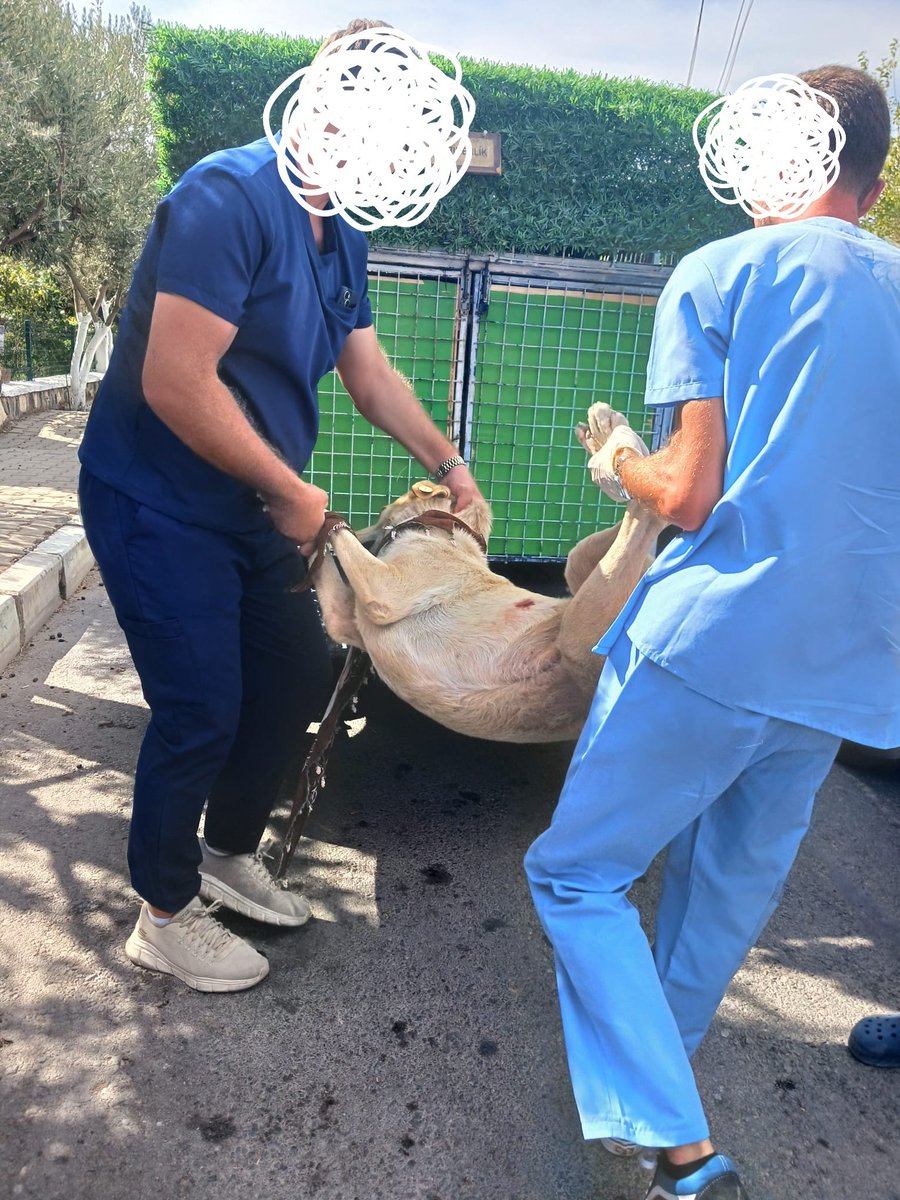secilllyy's tweet photo. İzmir Yeni Foça'da şikayet var diyerek saldırgan olmayan tüm mahalleli tarafından bakıp sevilen köpekler (4 ve üstü) kulübelerinden bugün ağır bayıltıcı iğnelerle #foçabelediye , #izmirbelediye ve zabıta tarafından toplatıldı. Tüm mahalleli karşı çıkmasına rağmen sesimiz + https://t.co/d6aSNu4tS1